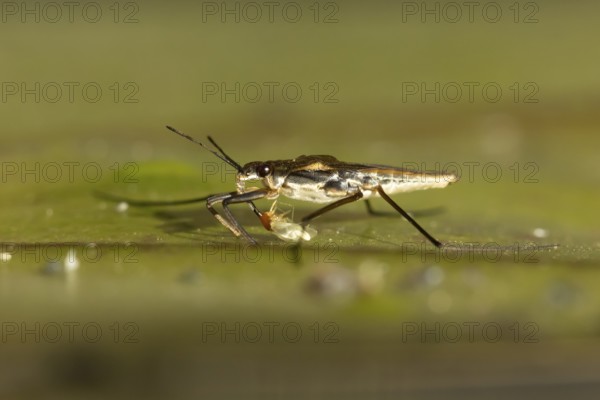 Common pond skater (Gerris lacustris) adult insect feeding on a Whitefly on a water lily pad or