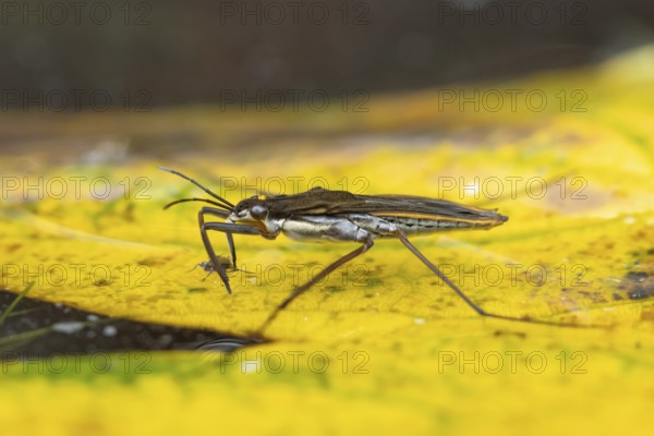 Common pond skater (Gerris lacustris) adult insect feeding on an aphid on a fallen autumn leaf on
