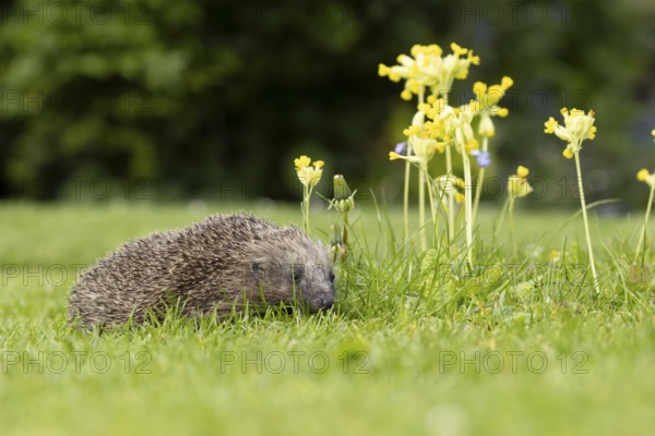 European hedgehog (Erinaceus europaeus) adult animal on a garden grass lawn with Cowslip flowers in