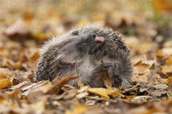 European hedgehog (Erinaceus europaeus) adult animal self anointing or salivating itself on fallen