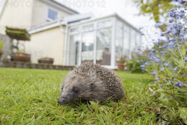 European hedgehog (Erinaceus europaeus) adult animal on a garden grass lawn with a house