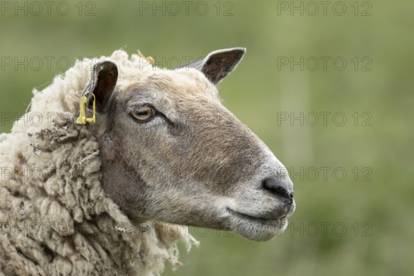 Domestic sheep (Ovis aries) adult female ewe farm animal head portrait, England, United Kingdom