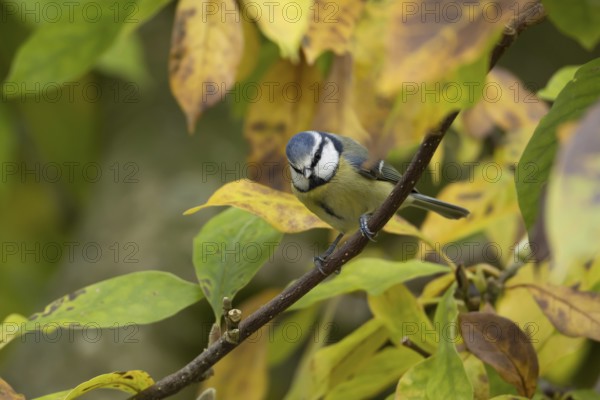 European goldfinch (Carduelis carduelis) adult garden bird on a magnolia tree branch amongst autumn