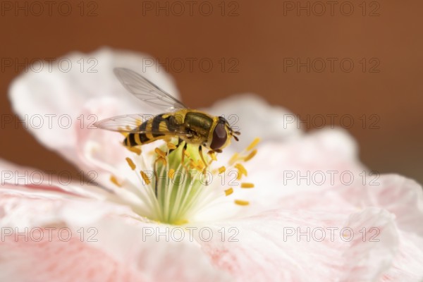Common hoverfly (Eupeodes corollae) adult insect feeding on a garden poppy flower in summer,