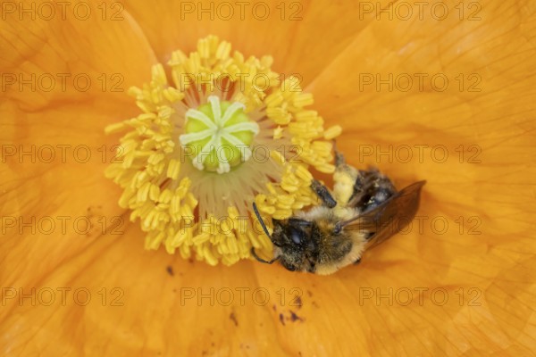 Common carder bumblebee (Bombus pascuorum) adult bee insect feeding on a garden Spanish orange