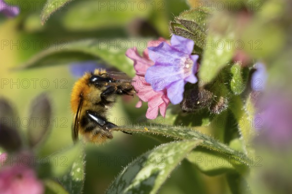 Common carder bumblebee (Bombus pascuorum) adult bee insect feeding on a garden Pulmonaria or