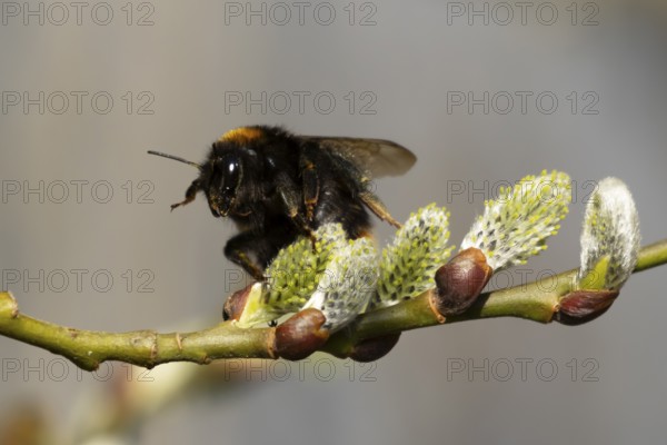 Buff tailed bumblebee (Bombus terrestris) adult bee insect feeding on Goat or Pussy willow (Salix