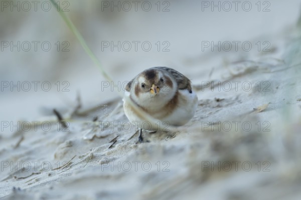 Snow bunting (Plectrophenax nivalis) adult bird feeding on a beach in winter, England, United