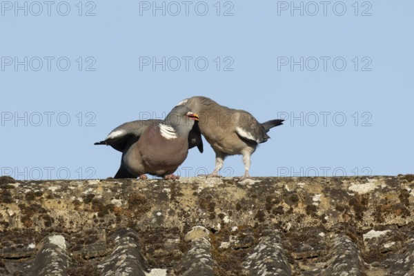 Wood pigeon (Columba palumbus) adult garden bird feeding a juvenile baby squab bird on a house roof