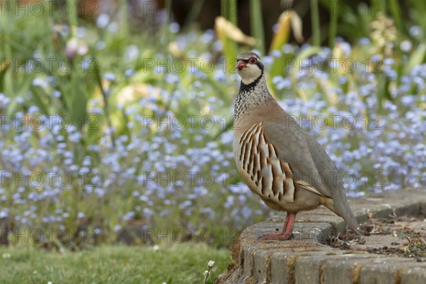 Red legged or French partridge (Alectoris rufa) adult bird in a garden in spring, England, United