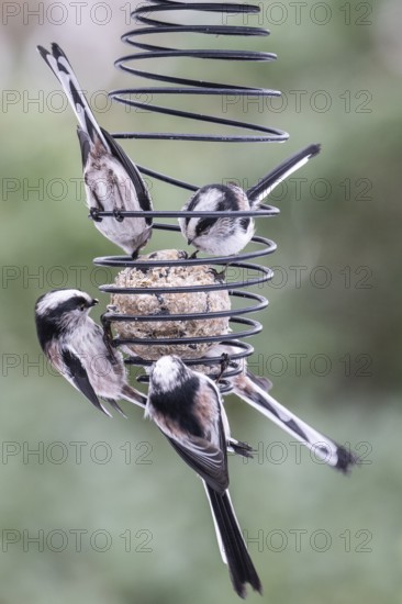 Long-tailed tits (Aegithalos caudatus) at the tit dumpling, Emsland, Lower Saxony, Germany