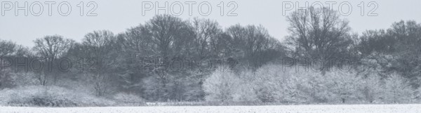 Winter landscape with black alder (Alnus glutinosa) willows (Salix) and oaks (Quercus robur),