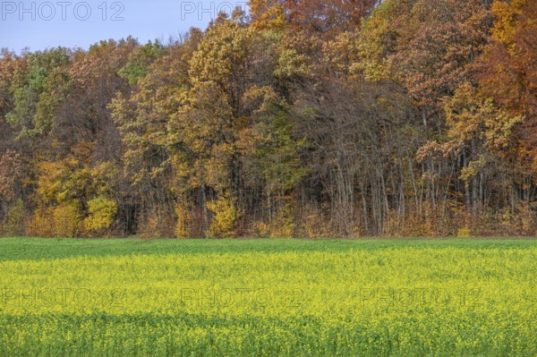 Autumn forest in front of cultivation of field mustard (Sinapis arvensis), used as green manure in