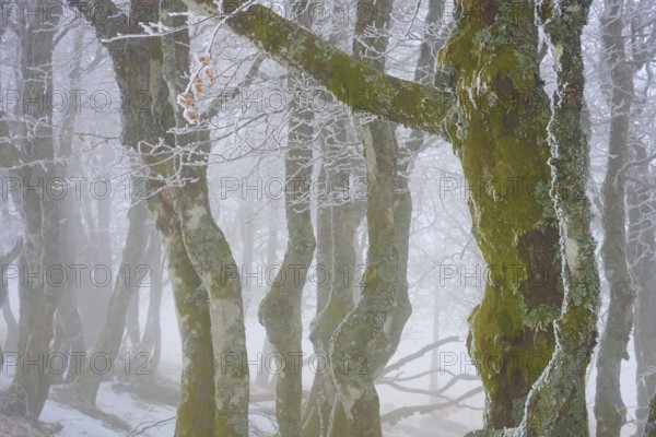 Moss-covered trees in fog convey a mysterious winter atmosphere, European beech, winter, Hohneck,