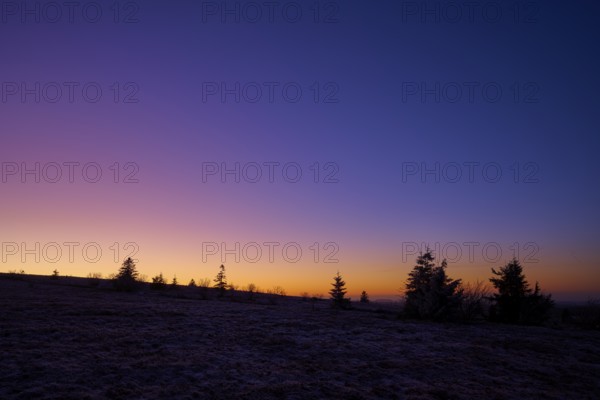 Sunset with tree silhouettes and colorful sky in purple and orange, European beech, winter,