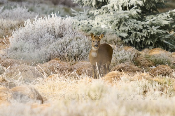 A roe deer stands peacefully in a frost-covered grass field in front of a coniferous tree, Roe deer