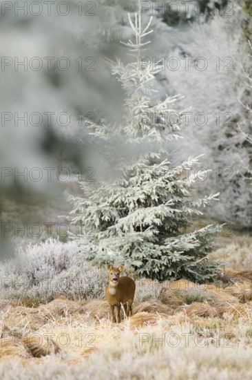 A roe deer stands in frosty nature surrounded by conifers and dull light, Roe deer (Capreolus