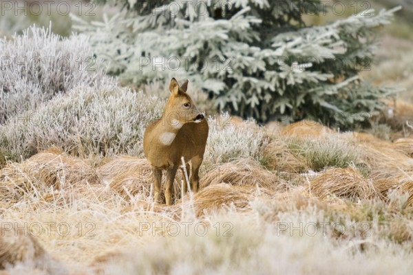 A roe deer stands in a winter landscape with frosty grass and a coniferous tree in the background,