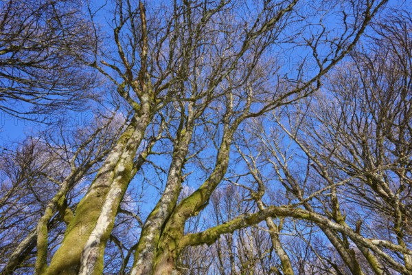 View of bare treetops against a clear blue sky, European beech, winter, Hohneck, La Bresse, Vosges,