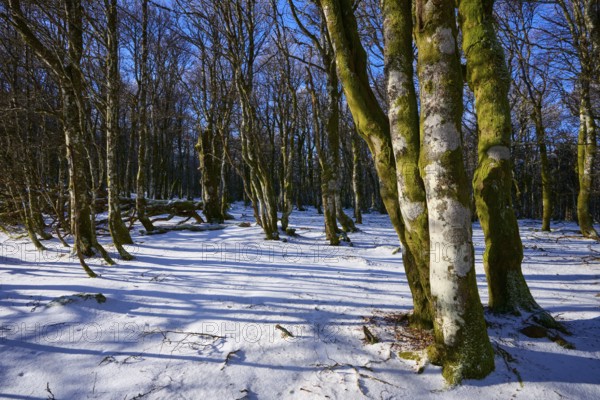 Snowy forest floor with long shades of gnarled trees, European beech, winter, Hohneck, La Bresse,