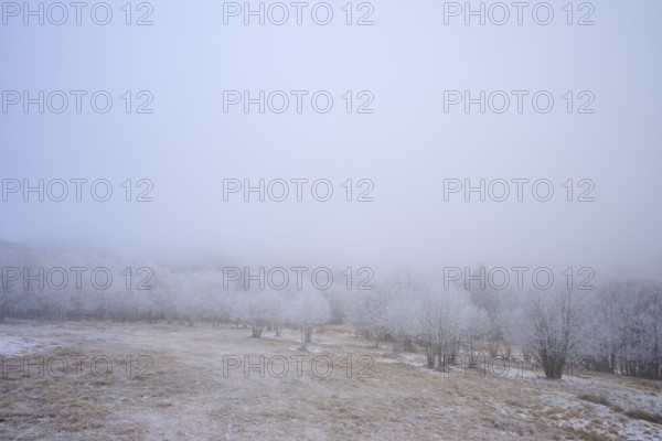 Snowy trees and meadows covered in thick fog, winter, Route de Cretes, Hohneck, La Bresse, Vosges,