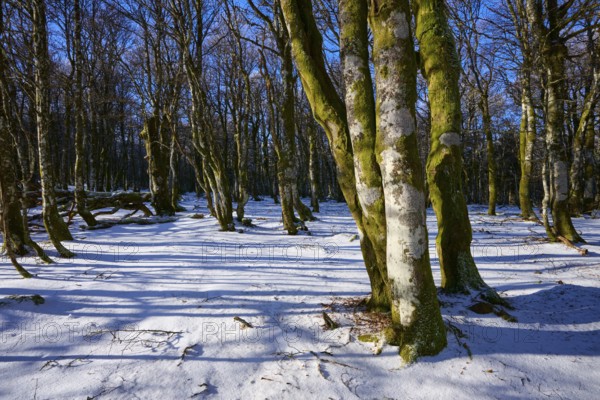 Gnarled tree trunks cast long shadows on the snow in a forest, European beech, winter, Hohneck, La