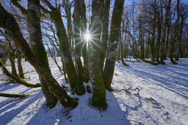 Sun rays break through the branches of gnarled trees in snowy forest, European beech, winter,