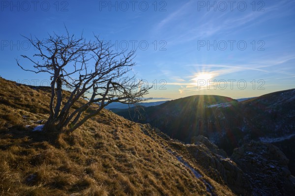 A bare tree on a mountainside at sunrise, with bright sun in a clear sky over the mountain