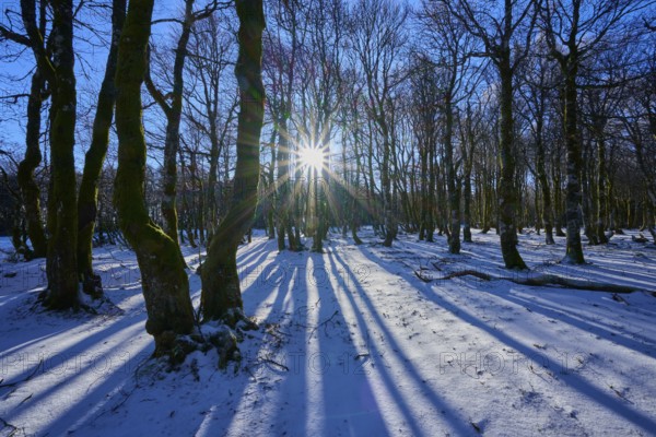 Trees cast long shadows in snow-covered forest in sun, European beech, winter, Hohneck, La Bresse,