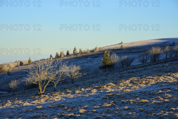 Snowy hills with trees and clear blue sky in the background, morning, winter, Hohneck, La Bresse,