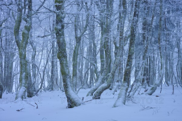 A frosty forest with snow-covered trees in a wintery and quiet landscape, European beech, winter,