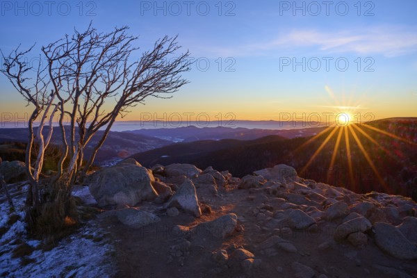 A bare landscape with rocks and a lonely tree in the morning light, looking towards the Rhine
