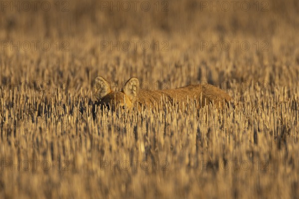 Chinese water deer (Hydropotes inermis) adult animal resting in a farm stubble field, England,