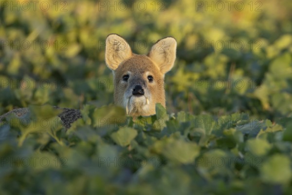 Chinese water deer (Hydropotes inermis) adult animal in an arable farm oilseed rape crop field,