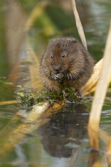 Water vole (Arvicola amphibius) adult animal rodent feeding on pond weed in summer, England, United