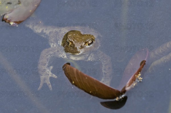 Common toad (Bufo bufo) adult amphibian on the water surface of a pond in spring, England, United