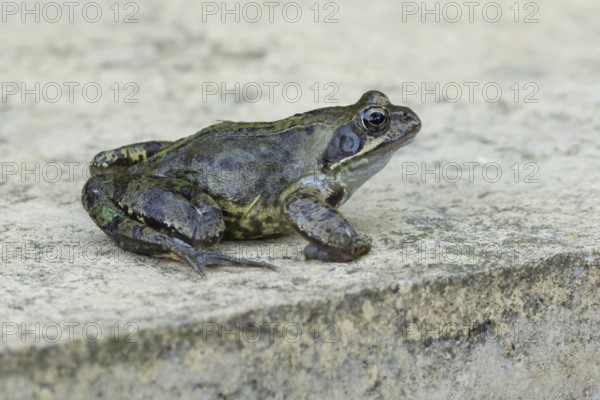 Common frog (Rana temporaria) adult amphibian on a garden paving slab in summer, England, United