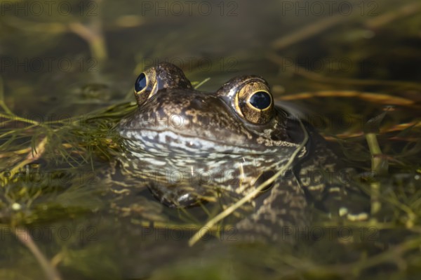 Common frog (Rana temporaria) adult amphibian on the water surface of a garden pond amongst pond