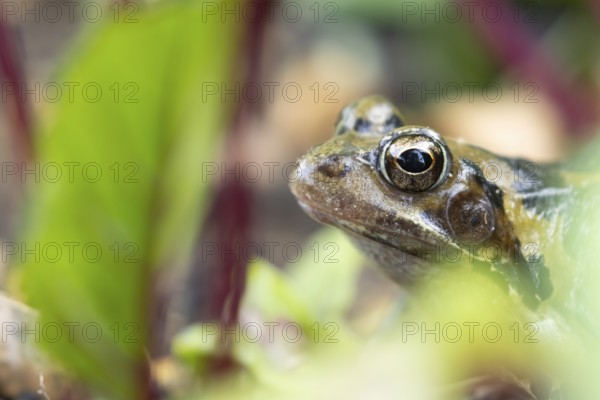 Common frog (Rana temporaria) adult amphibian amongst beetroot in a vegetable garden in summer,