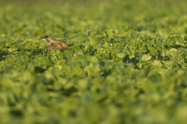 European brown hare (Lepus europaeus) adult animal in a arable farm sugar beet crop field in