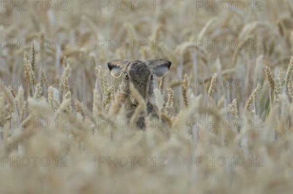 European brown hare (Lepus europaeus) adult animal in a farmland wheat field in summer, England,