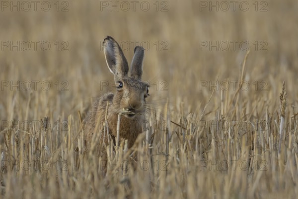European brown hare (Lepus europaeus) adult animal eating a wheat sheath in a farmland field in