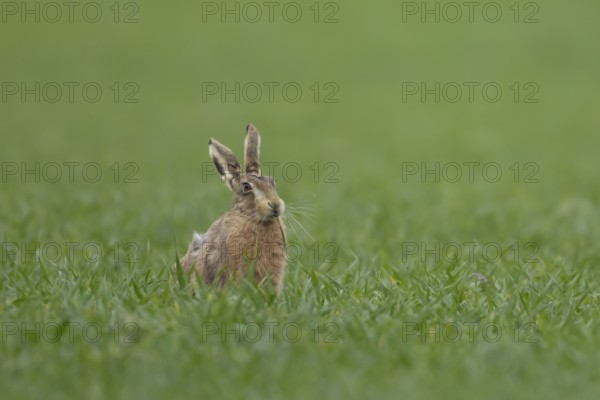 European brown hare (Lepus europaeus) adult animal feeding in a farmland cereal crop field in