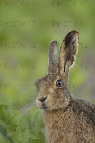 European brown hare (Lepus europaeus) adult animal in a arable farm sugar beet crop field in