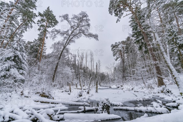 Landscape covered by snow with fallen trees on the Briese river in the forest in winter, landscape