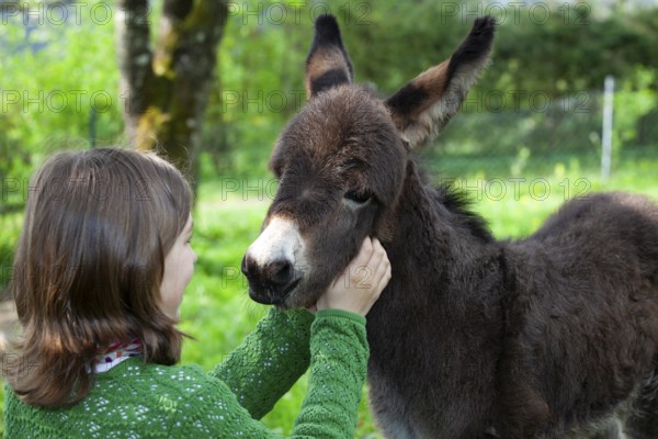 Girl with donkey foal (Equus asinus), in orchard, Upper Bavaria, Germany