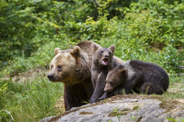 Brown bear (Ursus arctos), bear with cubs, mother, female, Bavarian Forest National Park, Lower