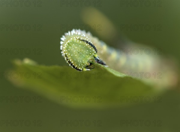 Caterpillar of the death's-head hawkmoth (Acherontia atropos) in the L2 stage feeding on a privet