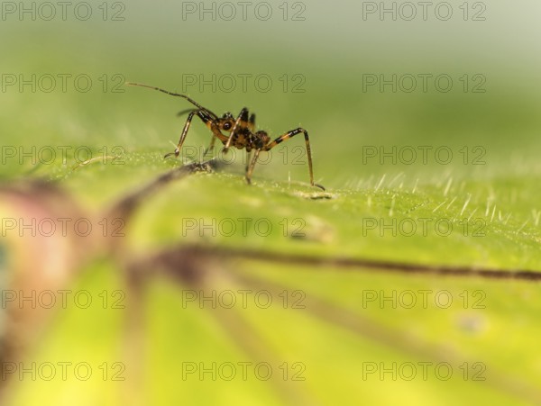 A few days old nymph of a predatory bug (probably Rhynocoris cf. cuspidatus), family Reduviidae,