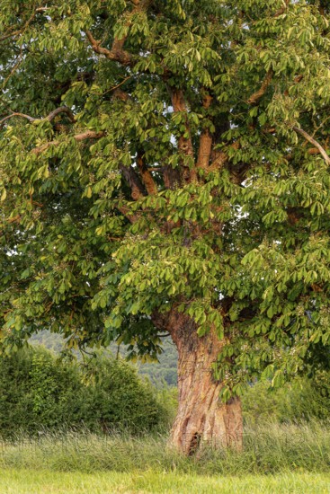 A single horse chestnut (Aesculus hippocastanum) with twisted trunk on a green meadow, Emmerwiesen,